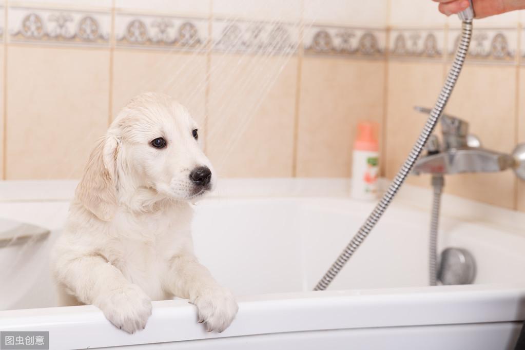 给狗狗洗完澡后这样吹干，真的省事很多（狗狗洗了澡要吹干吗）