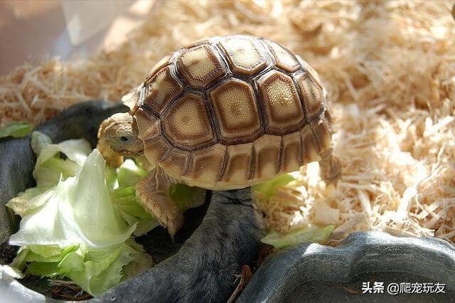 陆龟的食物选择，龟粮到底该不该喂？（陆龟吃什么食物多久喂一次）