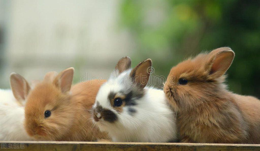 兔子需要洗耳朵的吗？（兔子用不用洗）