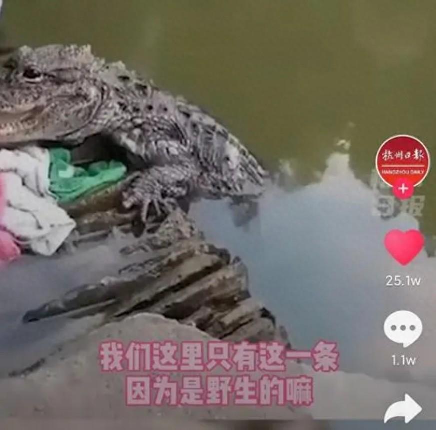 扬子鳄：中国特有的小型鳄鱼，都是吃肉的，它真有这么弱？（扬子鳄别名）