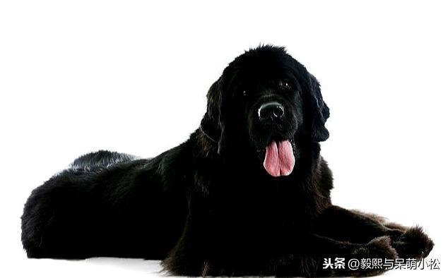 纽芬兰犬作为大型犬，却有温和的性格，饲养时应该注意什么呢？（纽芬兰犬优缺点）