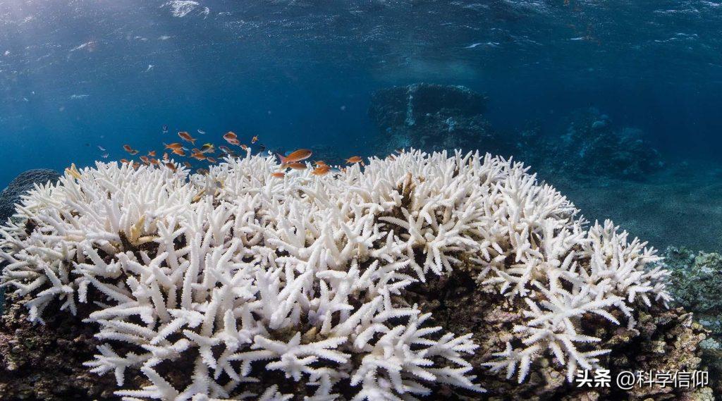 彩色的珊瑚为何会变白？珊瑚白化现象有多可怕？（珊瑚彩色原因）