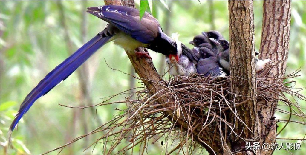 红嘴蓝鹊的育雏生涯（红嘴蓝鹊繁殖期活动范围）
