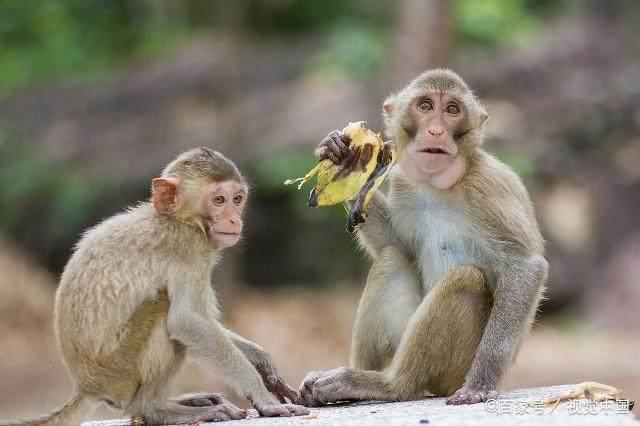 猴子最爱吃的并非香蕉，那是什么？（猴子喜欢吃哪些东西）
