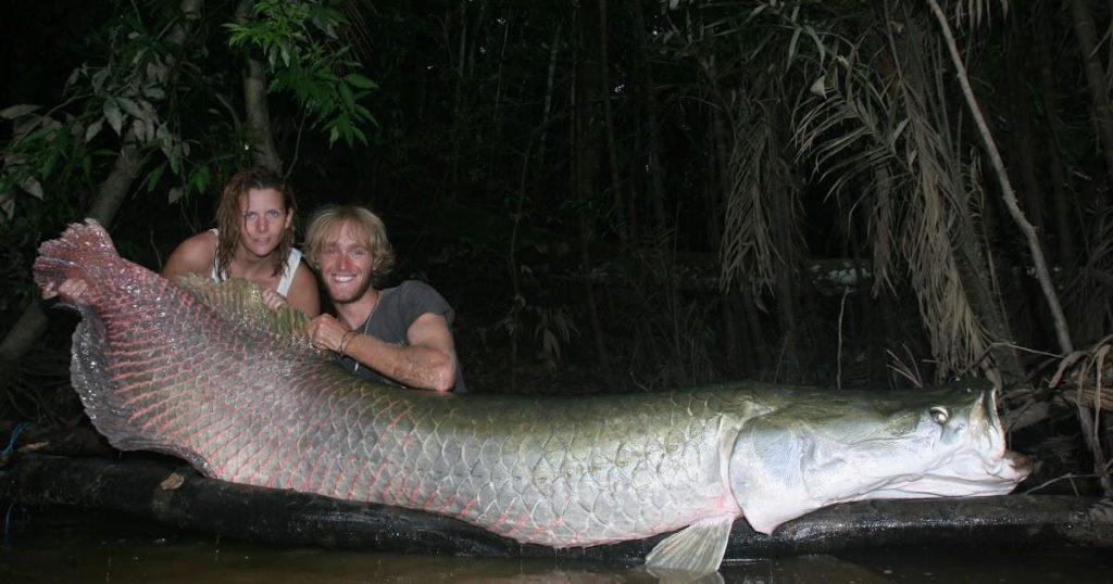 亚马逊河中霸主，以鳄鱼、食人鱼为食，巨骨舌鱼有多强？（食人鱼和巨骨舌鱼哪个好吃）