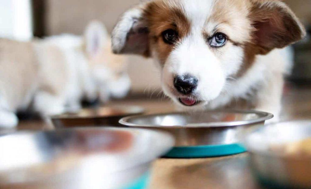 为什么狗狗吃饭时爱扒拉狗碗？了解这些小动作的意义，你会更懂它（狗狗把食盆拱来拱去）