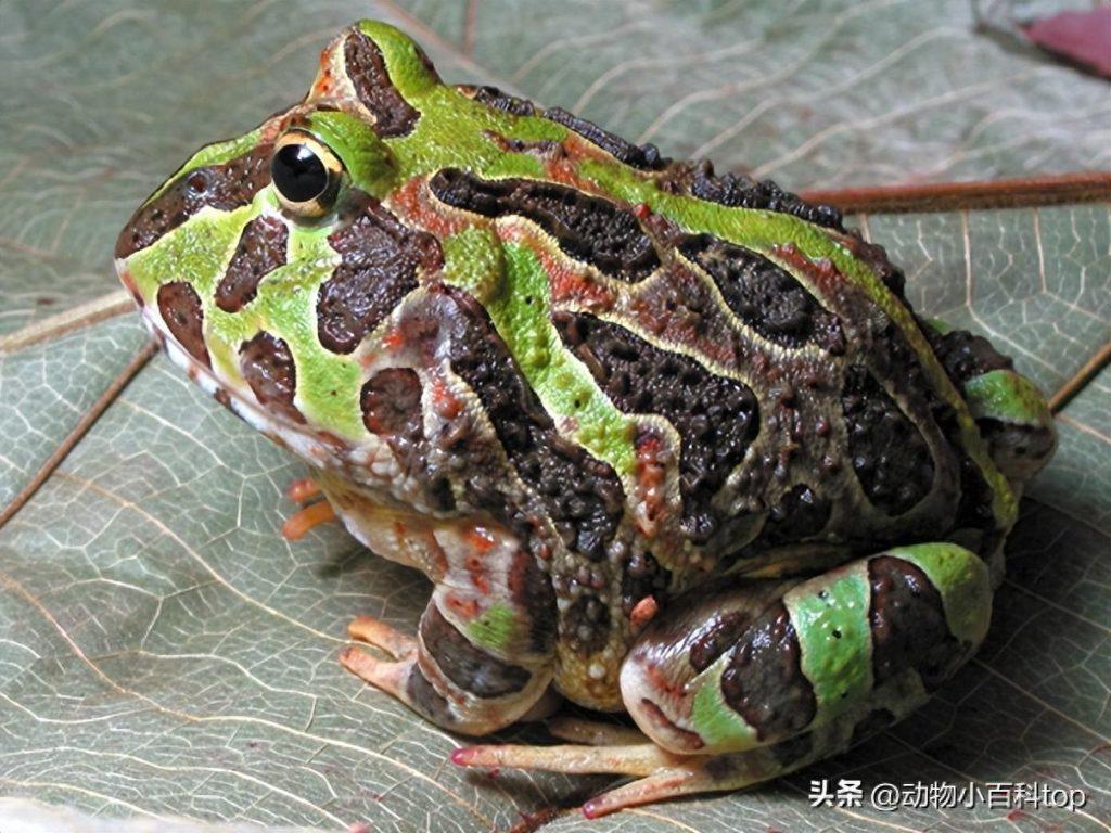 世界十大宠物蛙：好养的宠物蛙类排行（什么宠物蛙最贵）