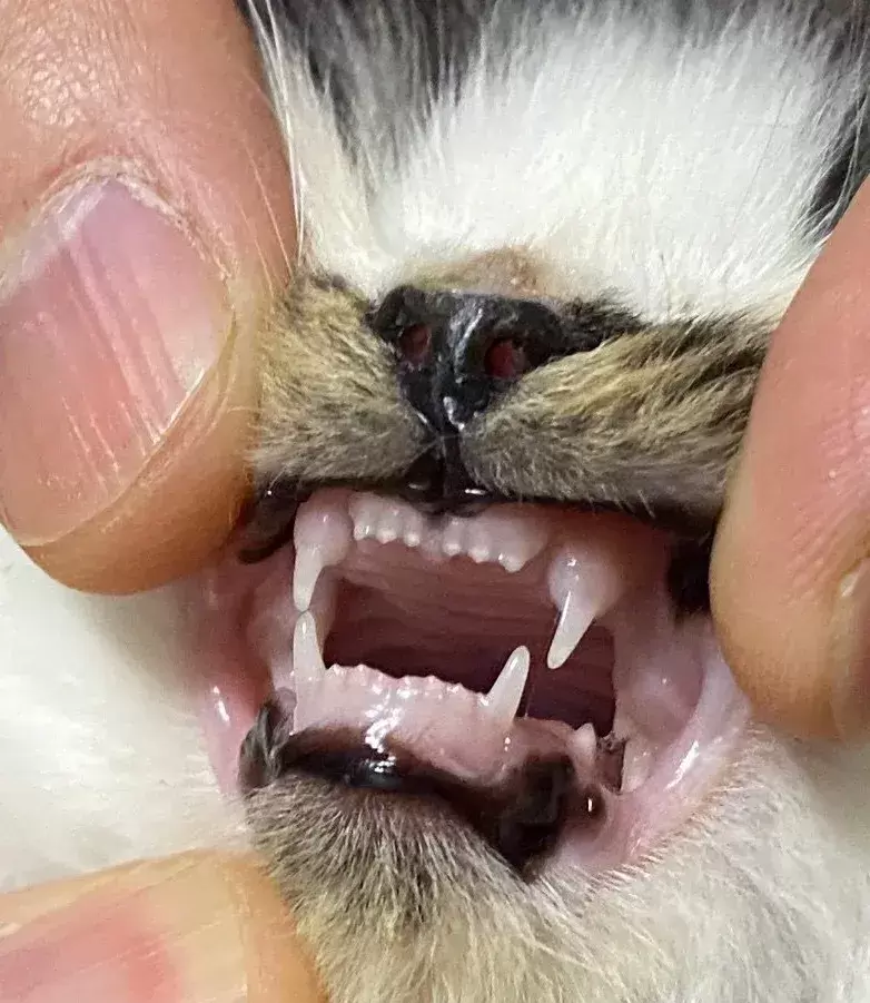 通过牙齿识别猫咪年龄（如何通过牙齿判断猫咪的年龄）