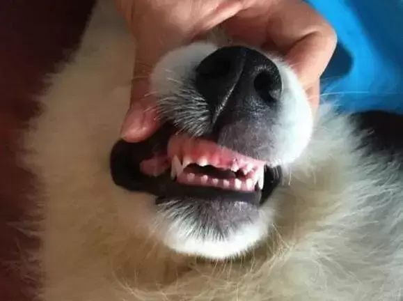 狗狗正在换牙期，一定要注意这几点，别等牙烂光了才着急（狗狗换牙图解）