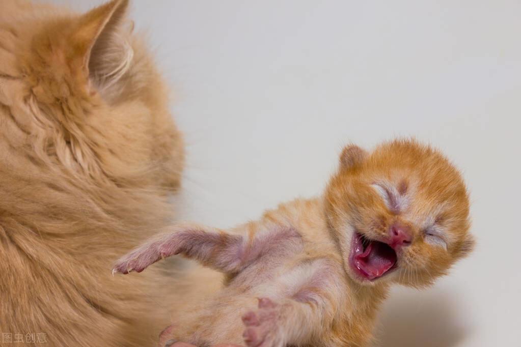 母猫为什么会“咬死”刚出生的幼崽？背后有这些原因（母猫为什么咬小猫崽）