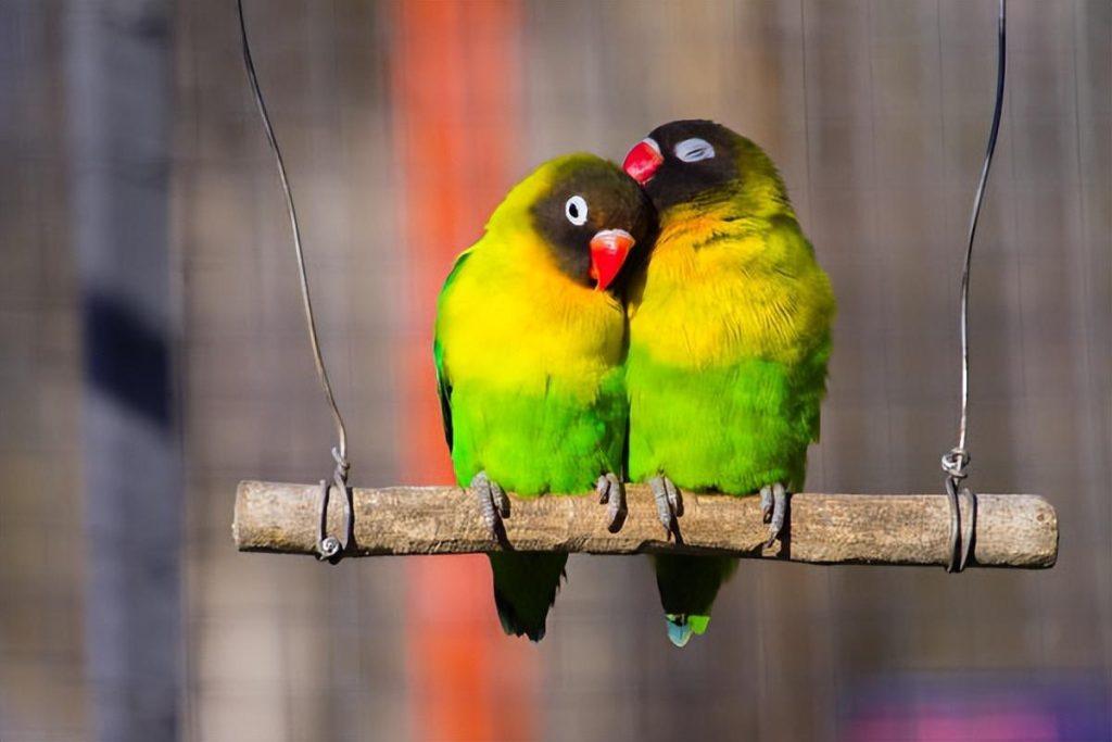 推荐适合爱鸟人士的10种宠物鸟，聪明又爱亲近人（宠物鸟哪种好）