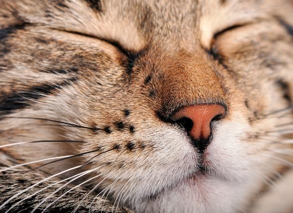 湿湿冷冷的猫鼻子，是猫咪身上最与众不同的部位（猫咪鼻子凉凉的湿漉漉的）