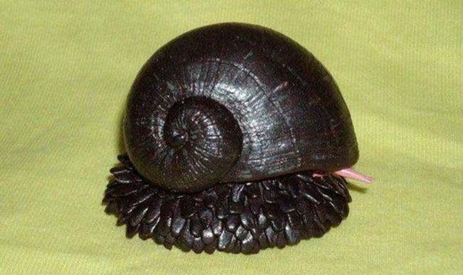 世界上壳最硬的蜗牛：其坚硬程度，足以抵挡一颗子弹（哪个蜗牛壳最好）