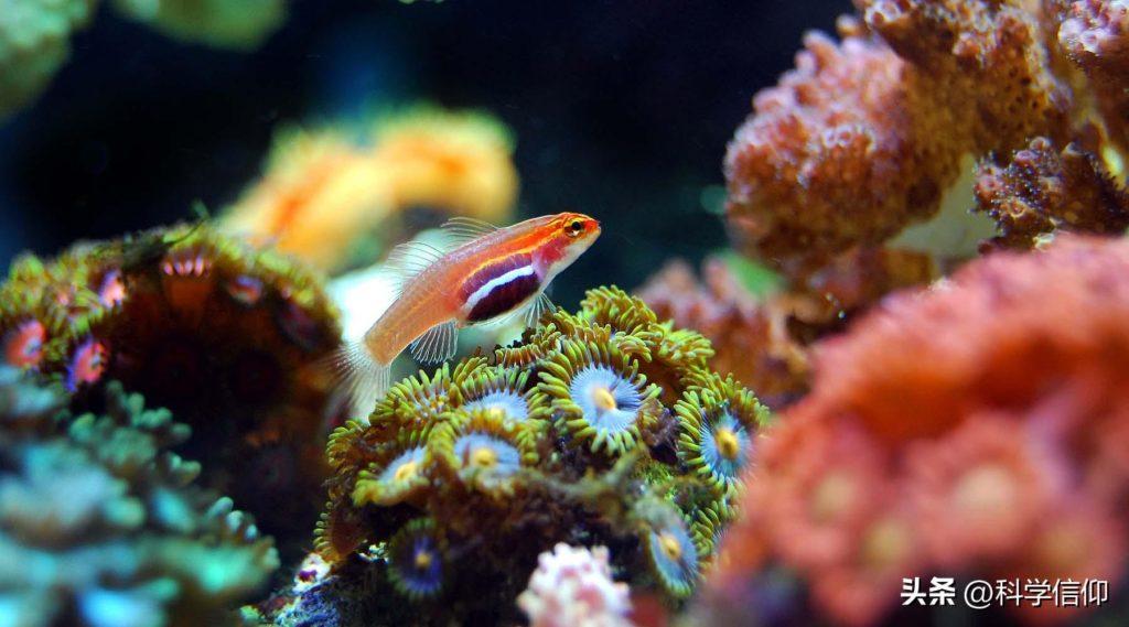 彩色的珊瑚为何会变白？珊瑚白化现象有多可怕？（珊瑚彩色原因）