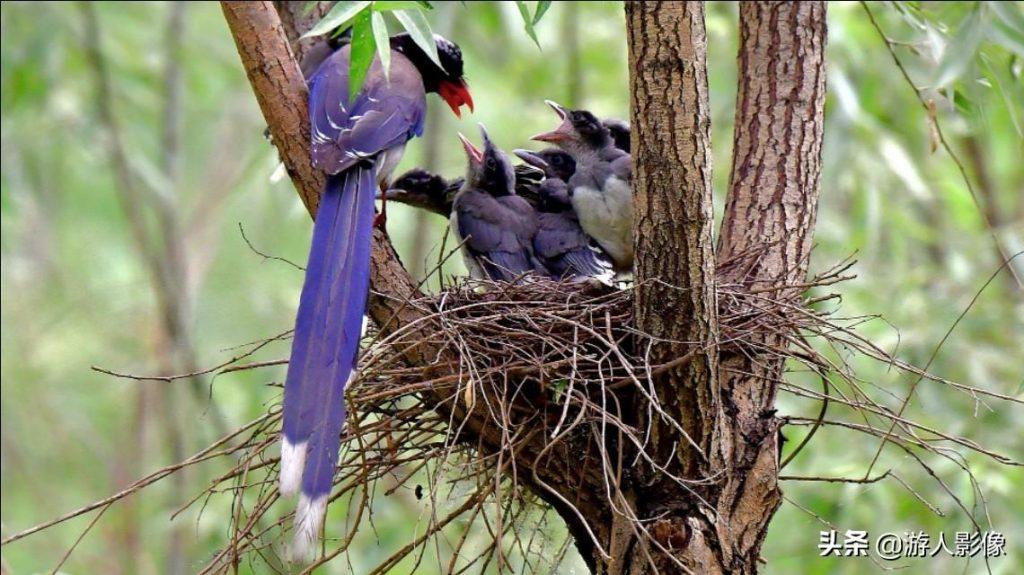 红嘴蓝鹊的育雏生涯（红嘴蓝鹊繁殖期活动范围）
