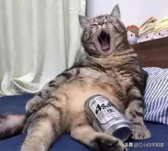 猫咪偷喝主人啤酒，喝醉后直接瘫在了床上，表情笑翻人：再来一瓶（猫咪喝啤酒了怎么办）