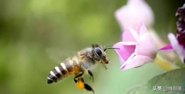 蜜蜂尾巴出现白色的物质是什么？养蜂人：不同蜜蜂情况不一样（蜜蜂尾巴很长的虫子）