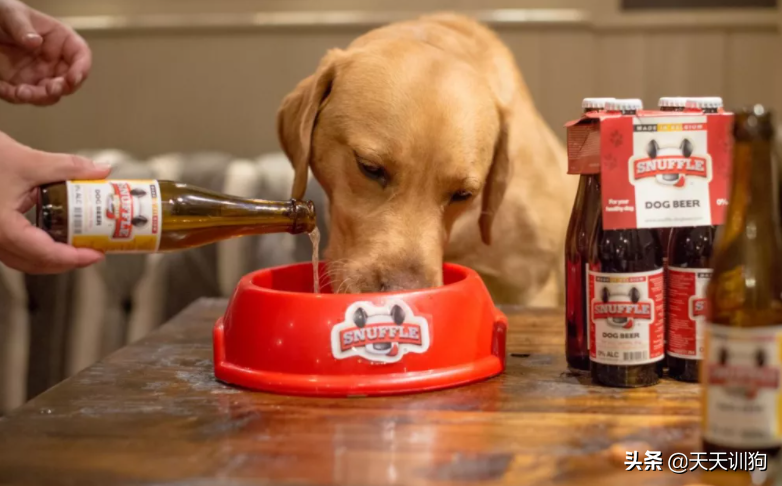 狗狗也能喝啤酒吗？在线等（狗狗可以喝啤酒么）