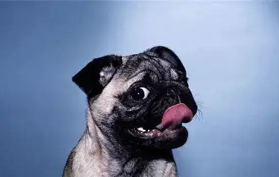 狗狗舔嘴的N种原因，可不只是馋了哟！（狗狗舔嘴巴是怎么了）