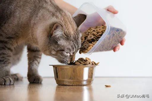 炎炎夏日，如何正确的保存猫咪的口粮呢？（怎样存放猫粮）