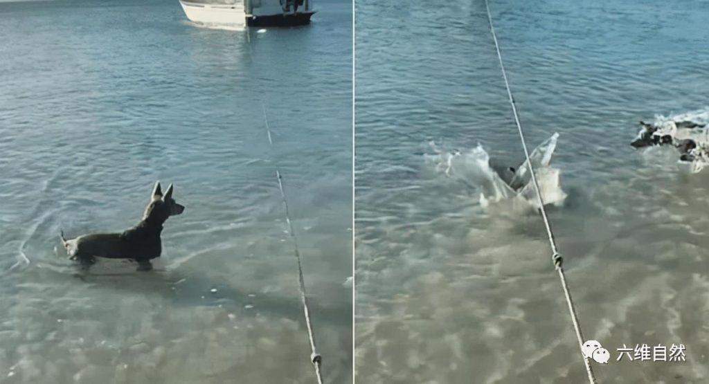 卡尔比犬为保护主人，避免被鲨鱼袭击，跳入海中驱赶走鲨鱼（卡尔比犬图片）