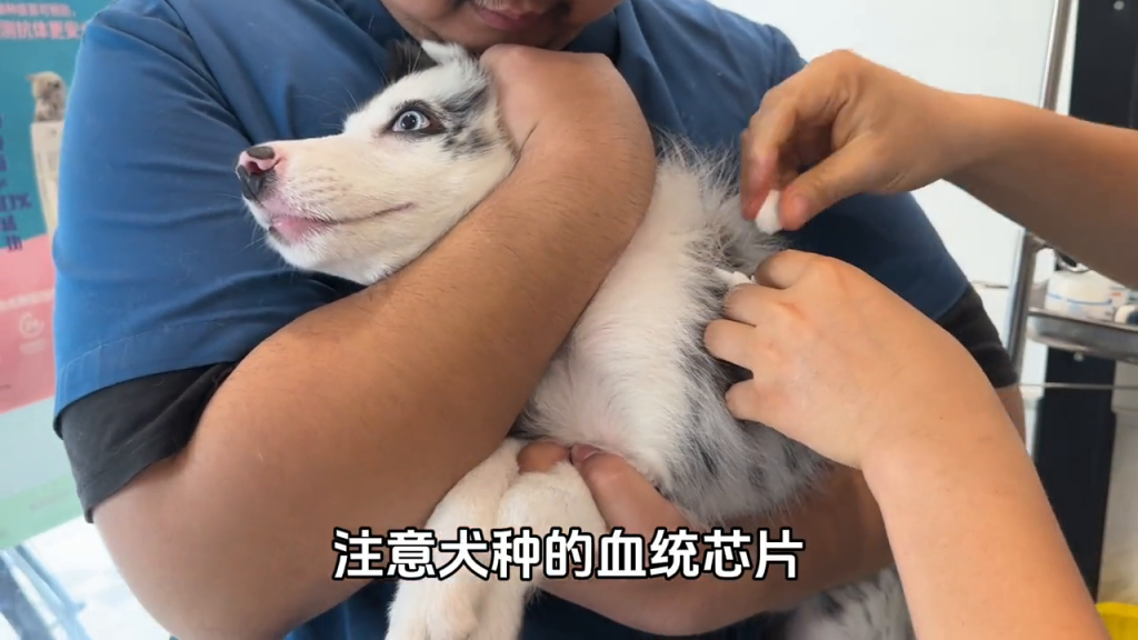 2024年上海犬证办理教程（上海市怎么办犬证）