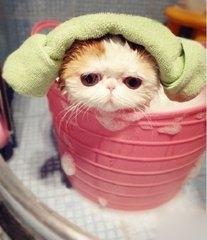 猫咪洗澡的步骤为猫主子备好了，让猫咪洗澡变成“SPA”吧！（给猫咪洗澡的步骤）