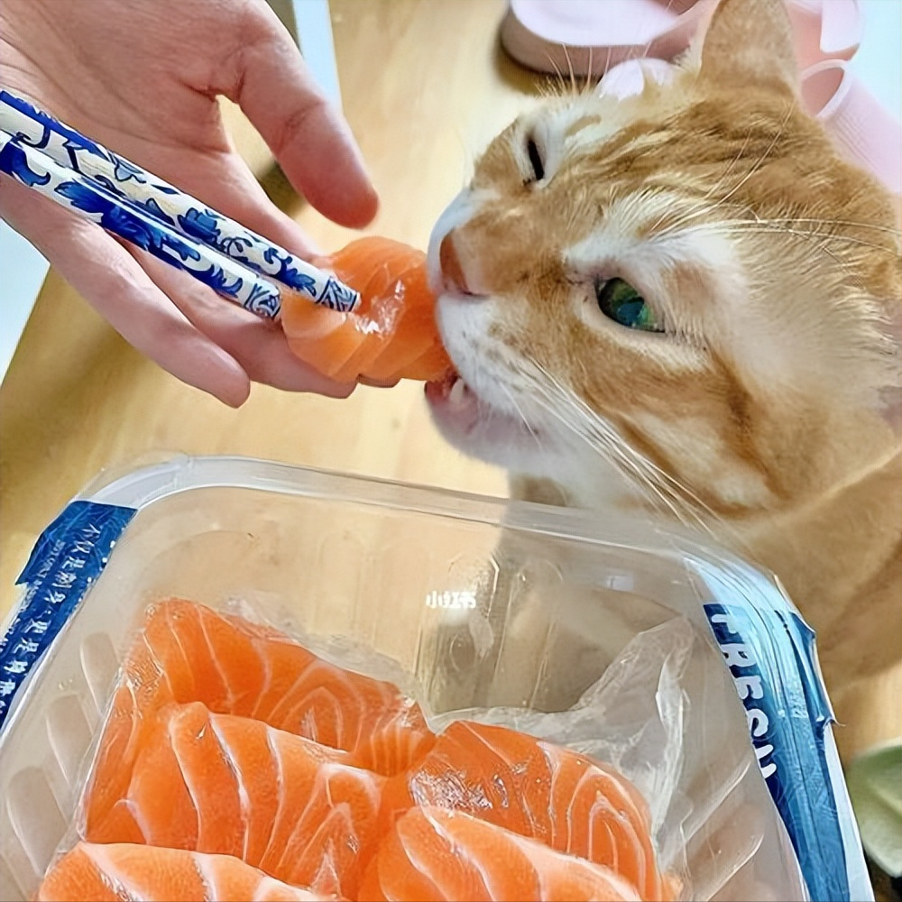 盘点猫咪“最爱”的8种美食，哪种是你家猫的最爱？（猫咪最爱的食物排行榜图片）