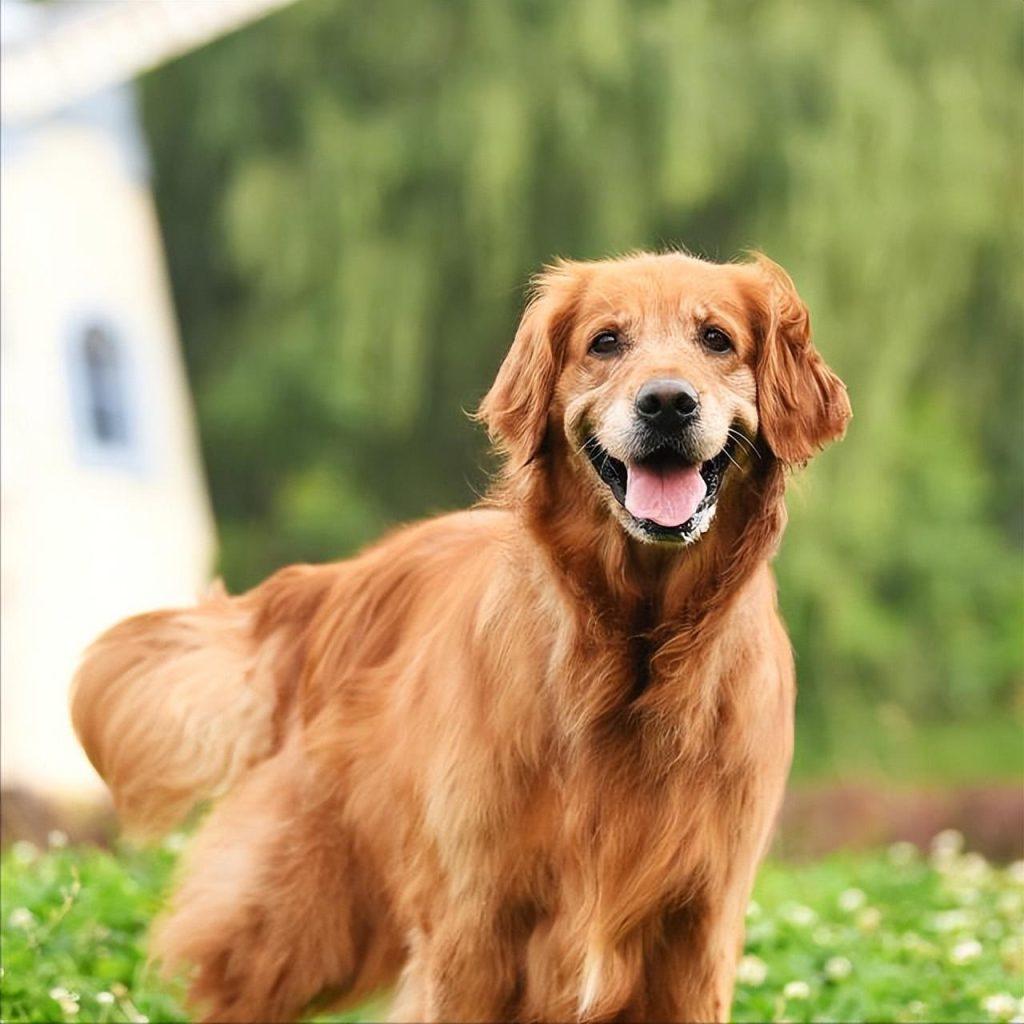 狗界最值得养的5种“大型犬”，寿命长，还特别好养（好养的大狗品种图片）