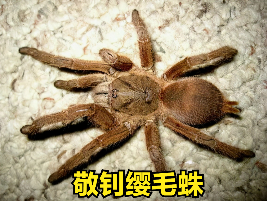 科普：世界上最大的蜘蛛（世界上最大的蜘蛛是哪种蜘蛛）