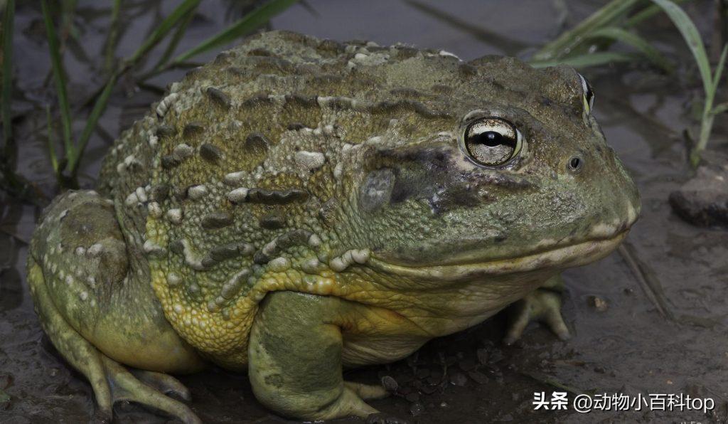 世界十大宠物蛙：好养的宠物蛙类排行（什么宠物蛙最贵）