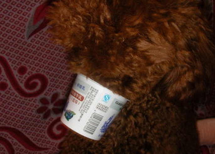 贵宾犬能不能吃酸奶？酸奶能不能给贵宾喝呢？（贵宾犬可以吃）