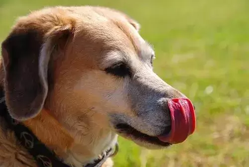 狗狗舔嘴的N种原因，可不只是馋了哟！（狗狗舔嘴巴是怎么了）