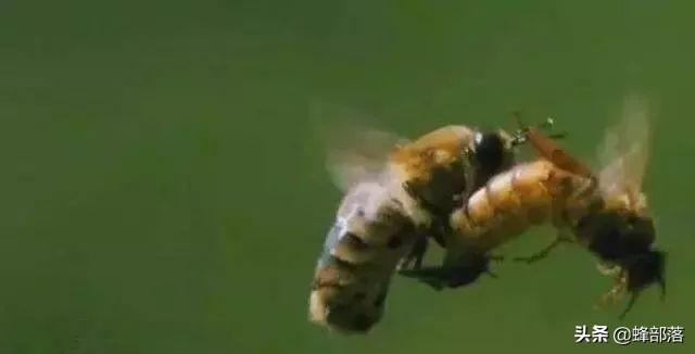 蜜蜂尾巴出现白色的物质是什么？养蜂人：不同蜜蜂情况不一样（蜜蜂尾巴很长的虫子）