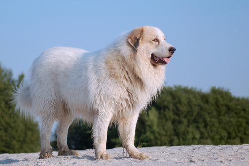 10种温柔的大型犬，健壮的身躯里面，潜藏着柔软的心灵（看似凶猛其实温柔的大型犬）