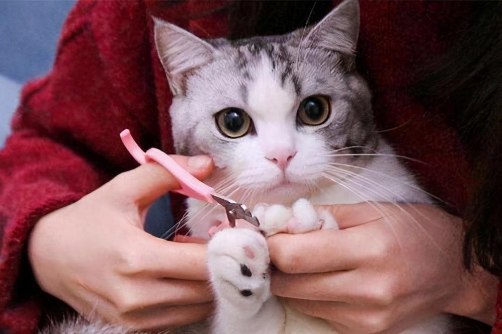 给猫咪剪指甲并不难！掌握简单5个技巧，不需要去宠物店了（给猫剪指甲怎样它才配合）