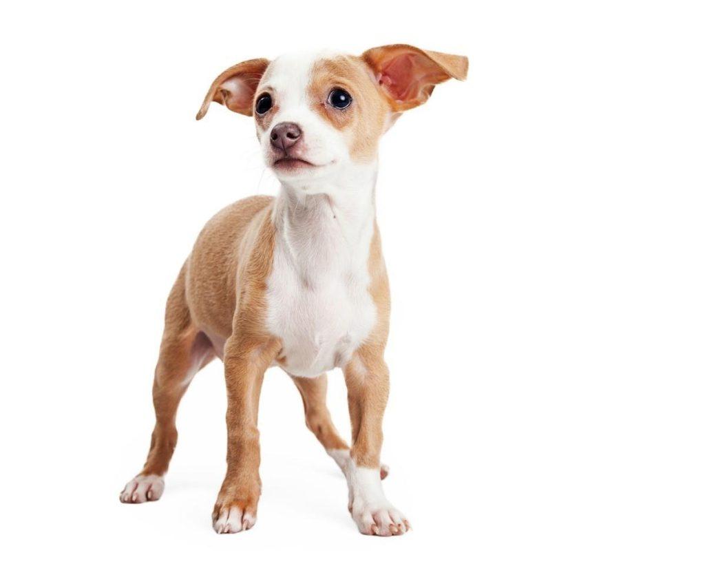 狗狗为什么不立耳？影响狗狗立耳有三大原因，别再给狗狗乱补钙了（狗狗为啥不立耳）