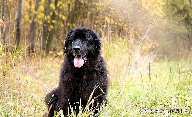 纽芬兰犬作为大型犬，却有温和的性格，饲养时应该注意什么呢？（纽芬兰犬优缺点）