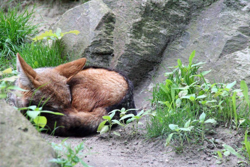 饲养狐狸，如何做到科学投喂和饲料配制？