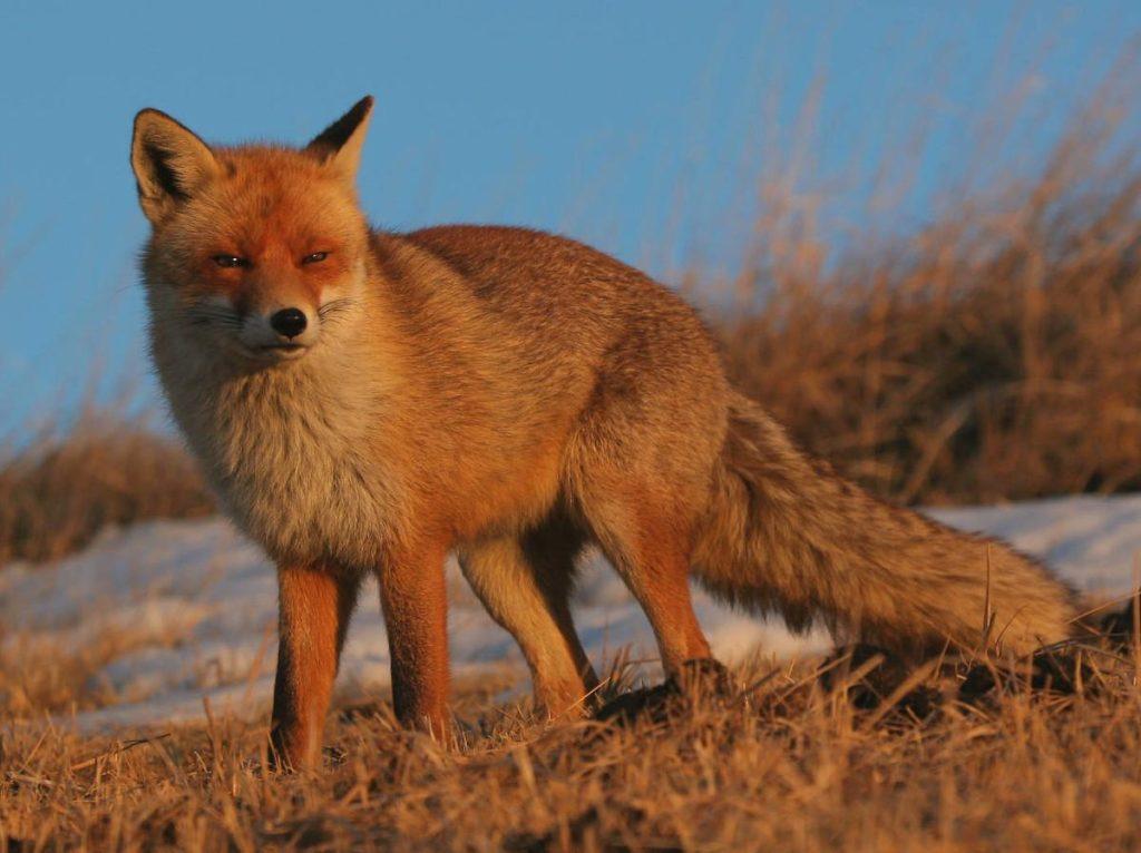 饲养狐狸，如何做到科学投喂和饲料配制？