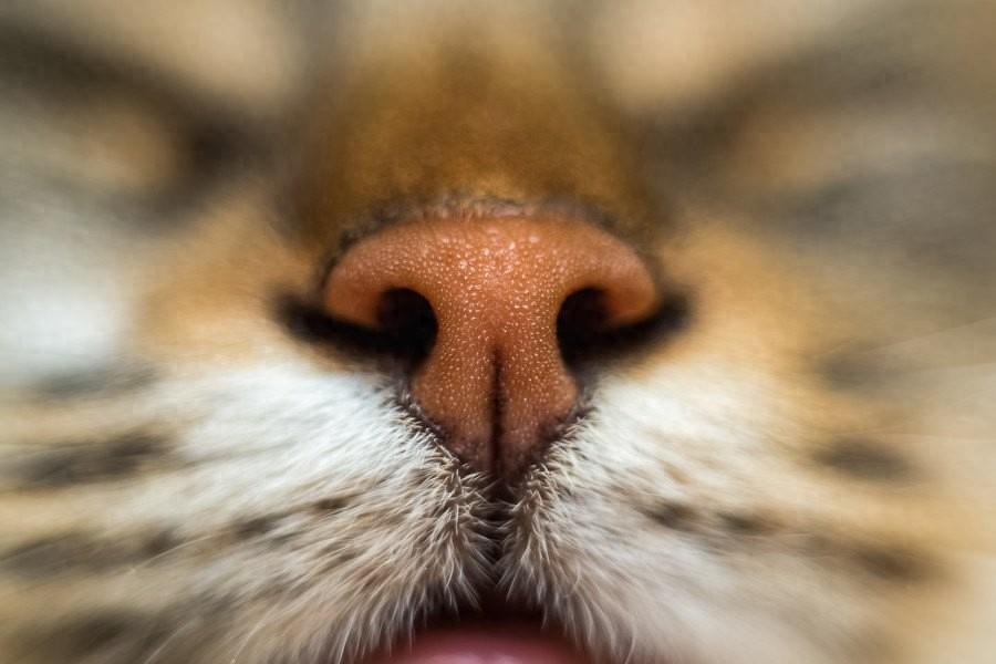 猫流鼻涕的原因和应对方法：从透明鼻涕到出血的全面解析（猫流鼻涕的症状表现）