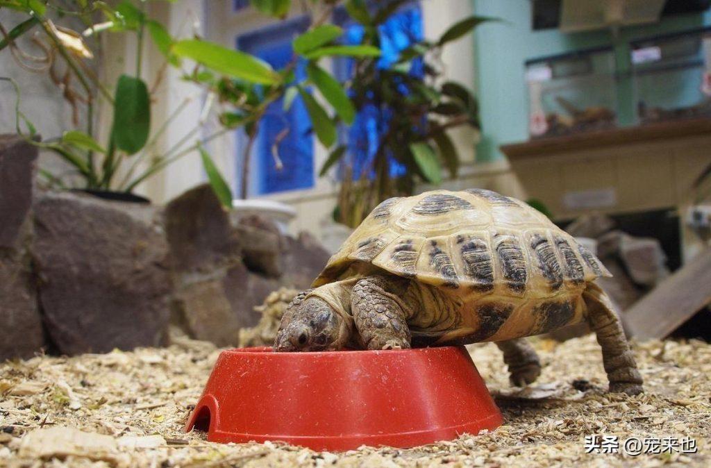 巴西龟拒绝吃东西怎么办？巴西龟拒食的解决方法