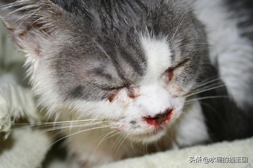 猫咪突然流鼻血是怎么回事？紧急止血方法有哪些？（猫咪突然流鼻血没精神）