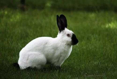 宠物兔品种有哪些？受欢迎的是哪几种兔兔？
