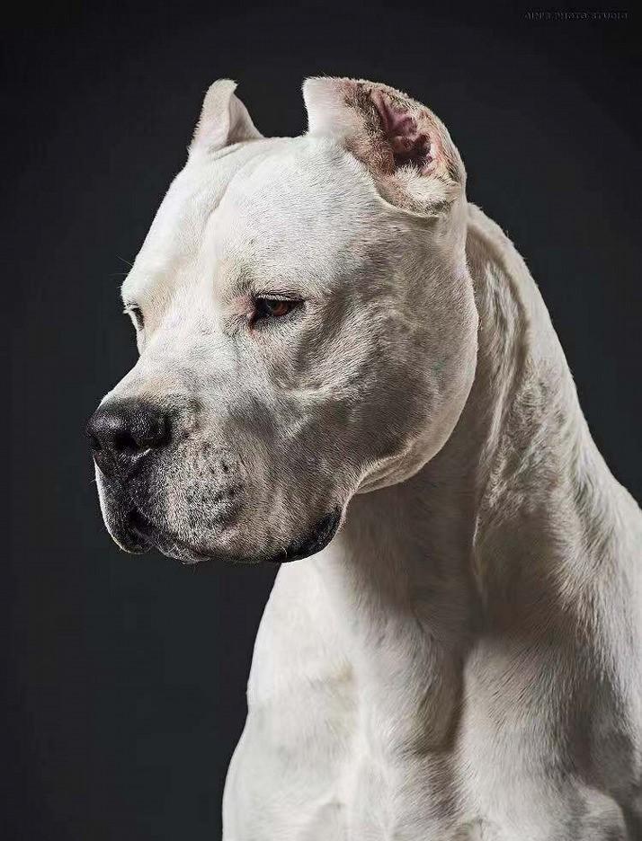 一身白色的短毛彰显着他们的危险程度！世界十大凶犬：阿根廷杜高犬