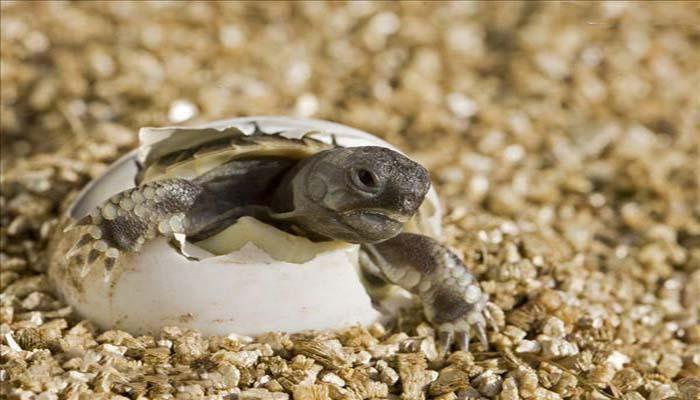 假如能饲养陆龟，养什么品种最容易？