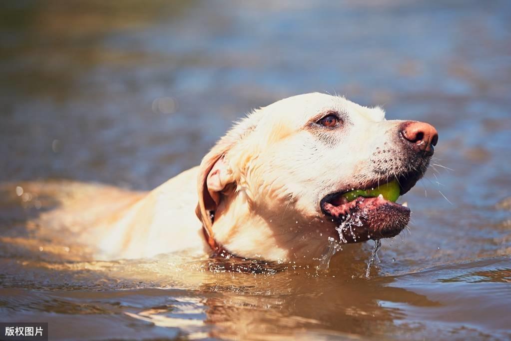 夏季养狗必知：七件需警惕事项，保护爱犬健康