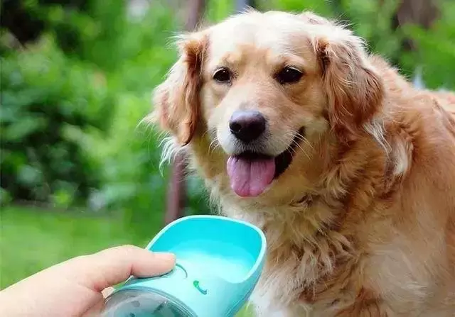什么是狗狗脱水？狗狗脱水有哪些症状？