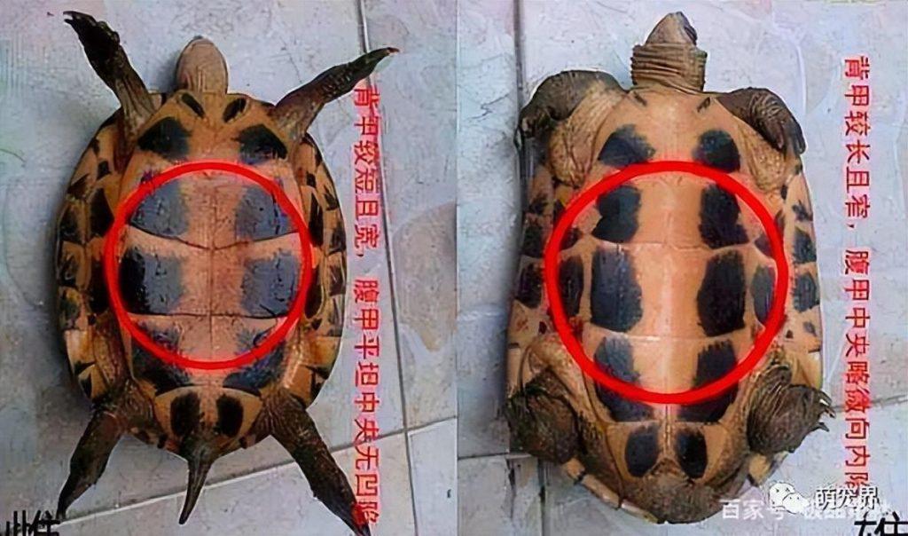 如何辨别乌龟的性别？乌龟分公母有4个需要注意的地方