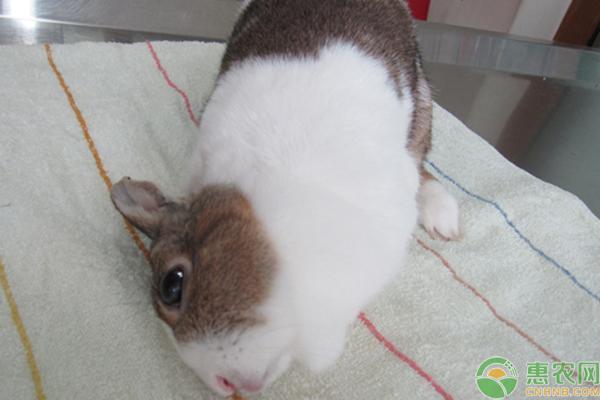 兔子歪头是种病！兔子歪头的原因及治疗方法